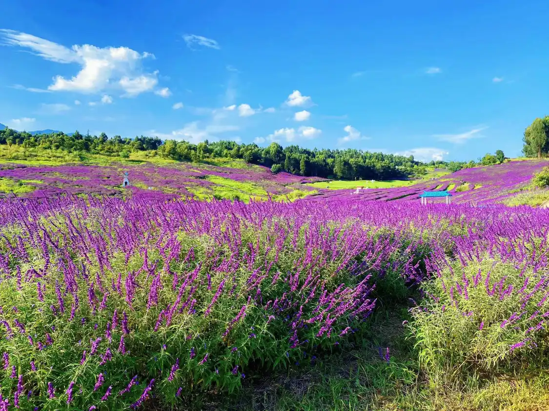 鄰近華僑城雲端花海的酒店
