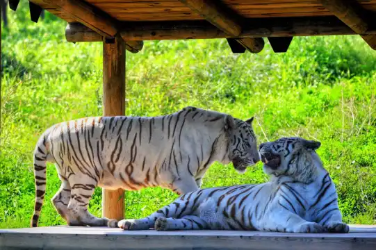 Hotels near Taiyuan Zoo