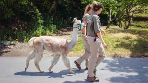 Toronto Zoo attraction in Toronto