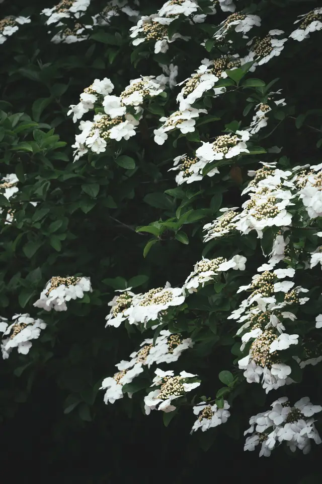 Viburnum Blossom Viewing in Yangzhou