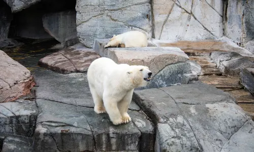 Copenhagen Zoo