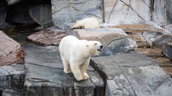 Copenhagen Zoo