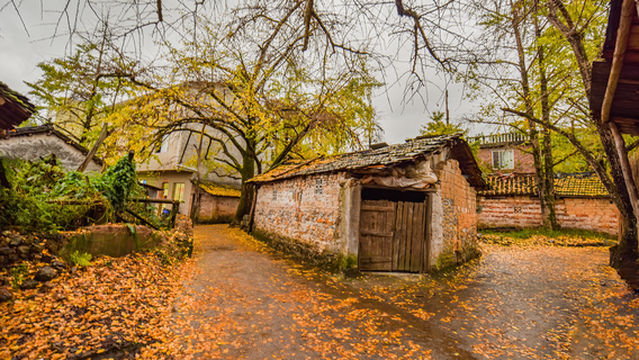 Ginkgo Viewing in Lingchuan