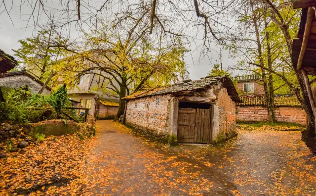 Ginkgo Viewing in Lingchuan