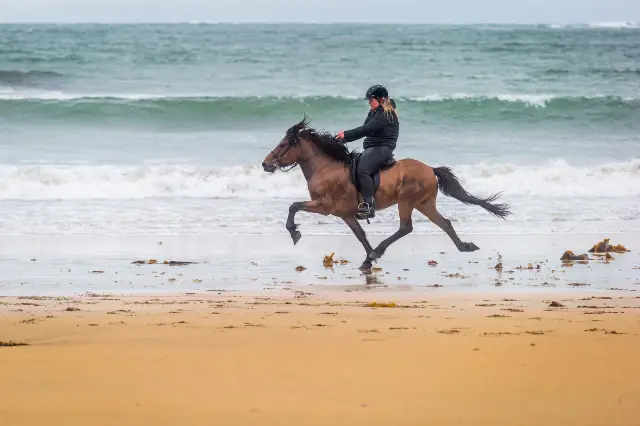 Horseback riding in Reykjavik