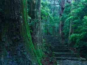 Kumano-Kodo Nakahechi Pilgrimage Route