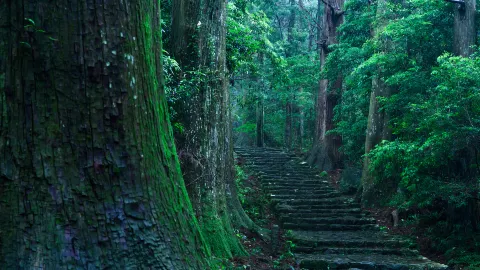 เส้นทางแสวงบุญคุมาโนะโคโดะ นากาเฮจิ attraction in จังหวัดมิเอะ