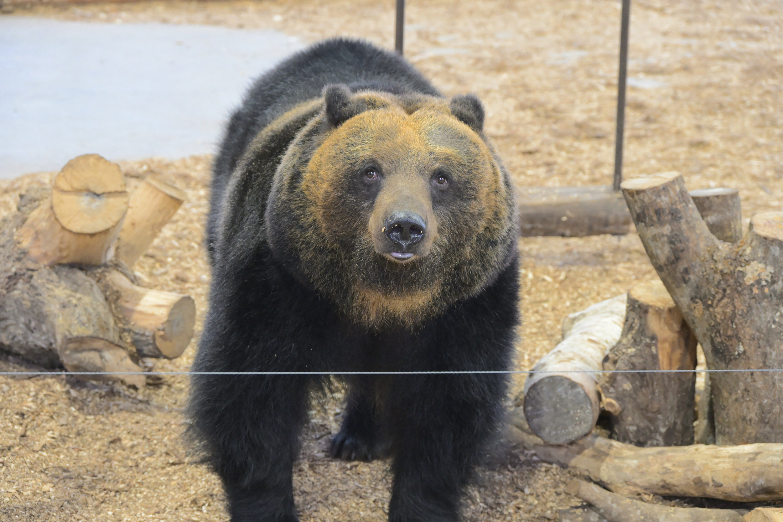 北海道 のぼりべつクマ牧場 入場チケット（ケーブルカー含む）予約（即日発券）