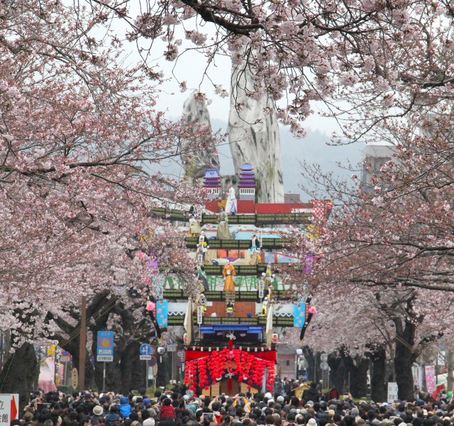 Hitachi Cherry Blossom Matsuri | Hitachi