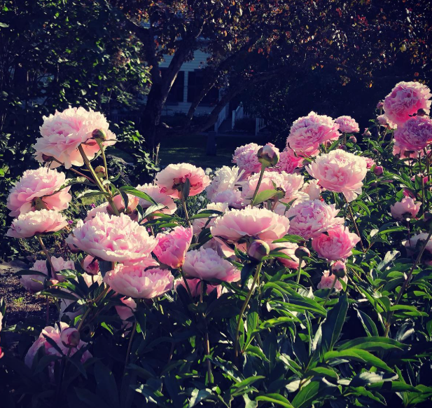 CANADA'S FIFTH PEONY FLOWER SHOW | Oshawa