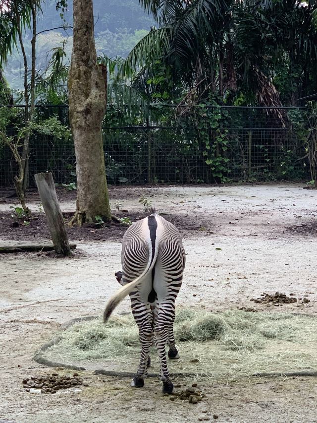 Singapore Zoo
