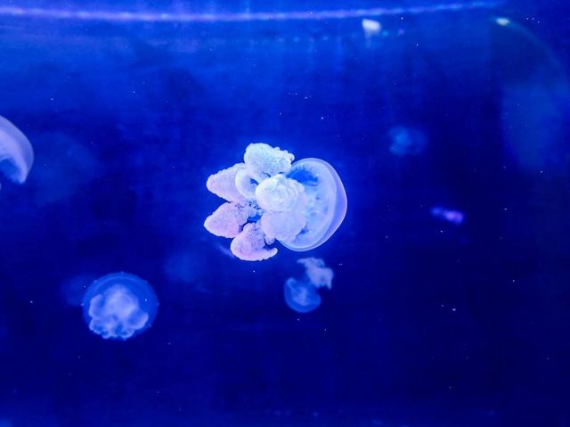 全港首個海洋探索體驗館抵荃灣