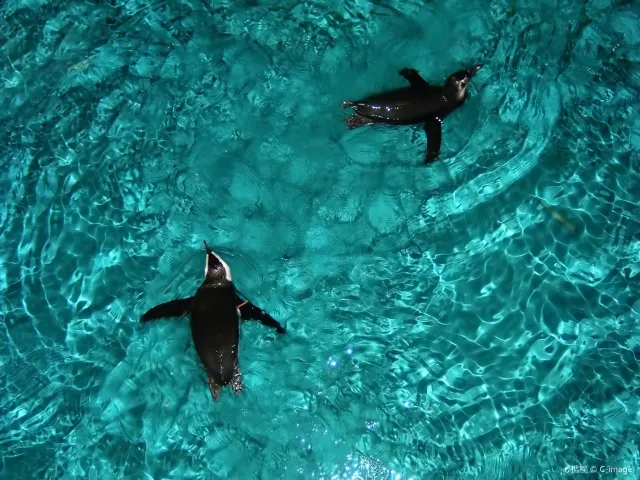 virtual tour of zoo Amazing Virtual Zoo Tours & Museums to Explore on Your Couch