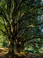 Ancient Tree Aroup of Thousand Hands Guanyin