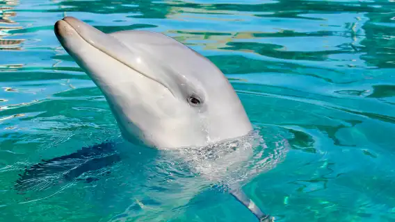 阿法迪歷史街區+杜拜相框+杜拜國際藝術中心一日遊【行程可調】