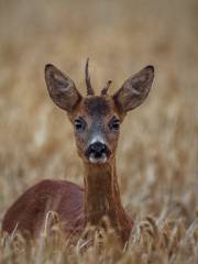 Datian Eld's Deer Reserve