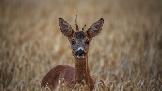 Datian Eld's Deer Reserve