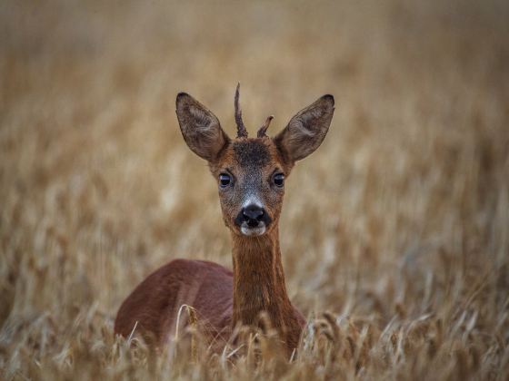 Datian Eld's Deer Reserve