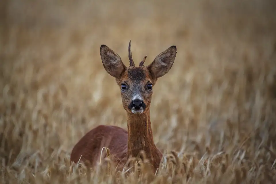 Datian Eld's Deer Reserve