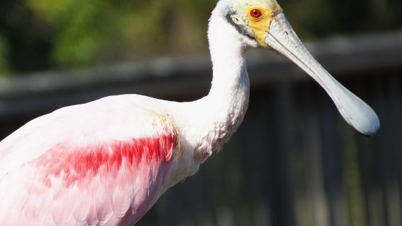 布里斯本+可倫賓野生動物保護園+華納兄弟電影世界一日遊