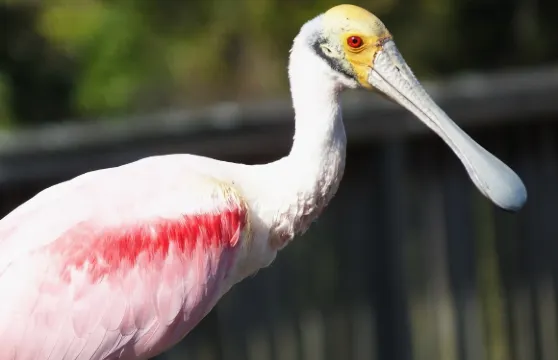 布里斯本+可倫賓野生動物保護園+華納兄弟電影世界+經典一日遊