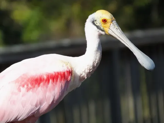 ibis Styles Hobart