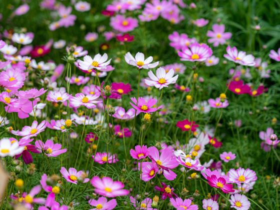 Sai Shicheng Flower Park