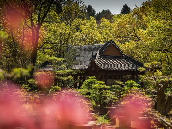 Mid-Level Lotus Garden