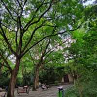 FREE Entrance @ Shanghai Zoo this Summer