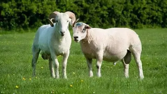 蓮花山農莊小鎮