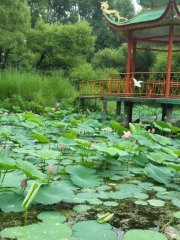 八五五農場公園