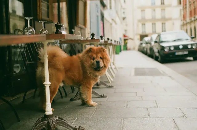 hotels-animaux