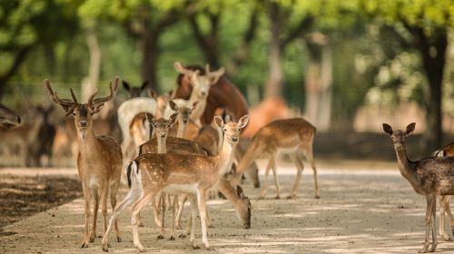 上海野生動物園