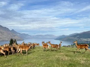 Deer Park Heights Queenstown