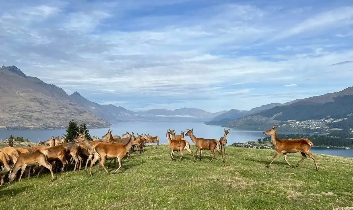 Hotels near Deer Park Heights Queenstown