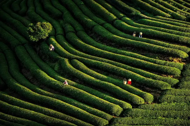 Wuyishan Tea Tasting