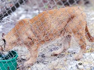 Exotic Feline Rescue Center