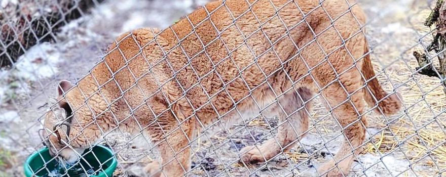 Exotic Feline Rescue Center