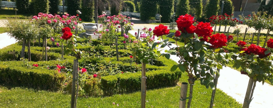 Roses Park