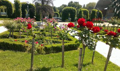 Roses Park