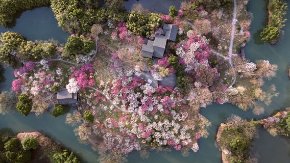 Plum Blossom Viewing in Zhejiang