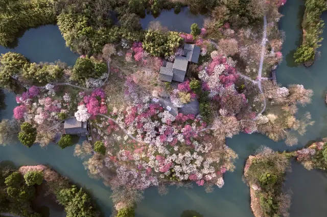 Plum Blossom Viewing in Zhejiang