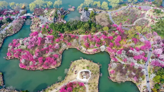 Yangzhou Appreciation of Plum Blossoms