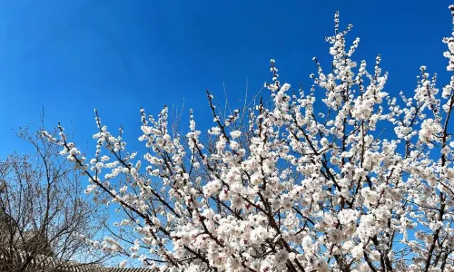 孝荘園文化観光区