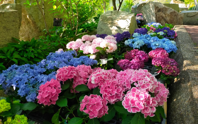 Osaka Garden of Floral Culture: Hydrangea Festival | Kawachinagano