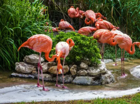 สวนสัตว์ลิสบอน