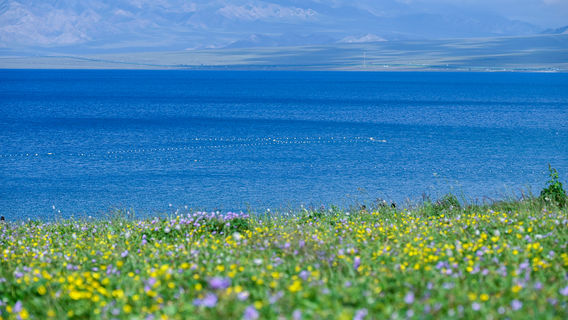 Golden Flower Purple Bloom