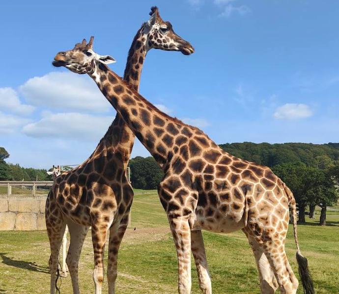 郎利特野生動物園