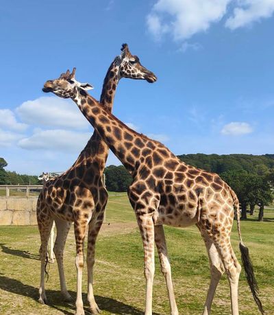 Longleat