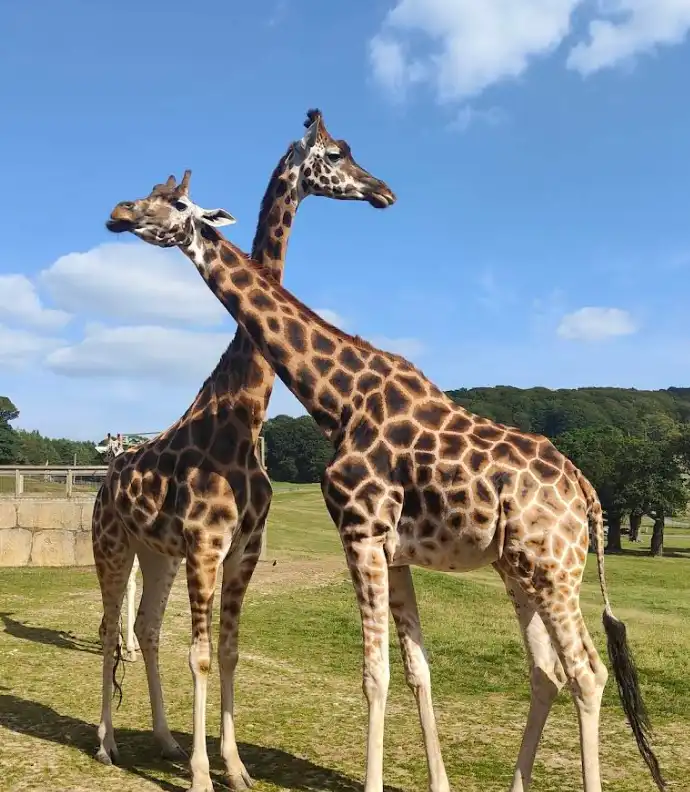 1_Longleat